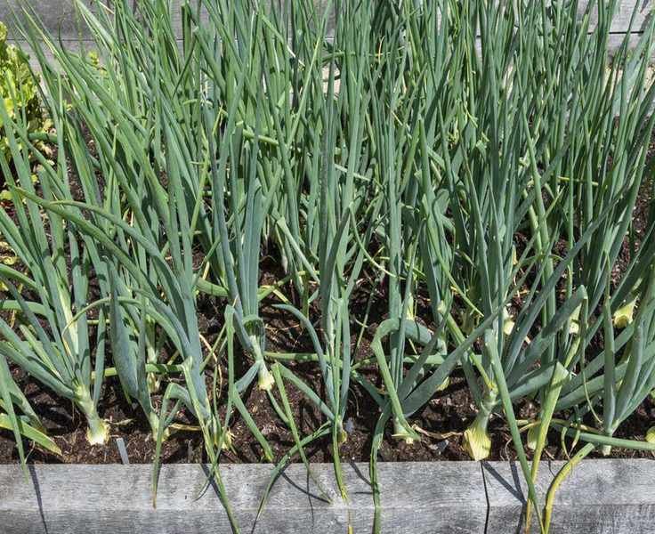 Essential Onion Care in April for Robust Bulbs and Healthy Growth