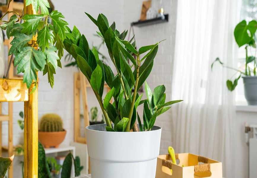ZZ Plant Care: Essential Tips for Thriving Houseplants