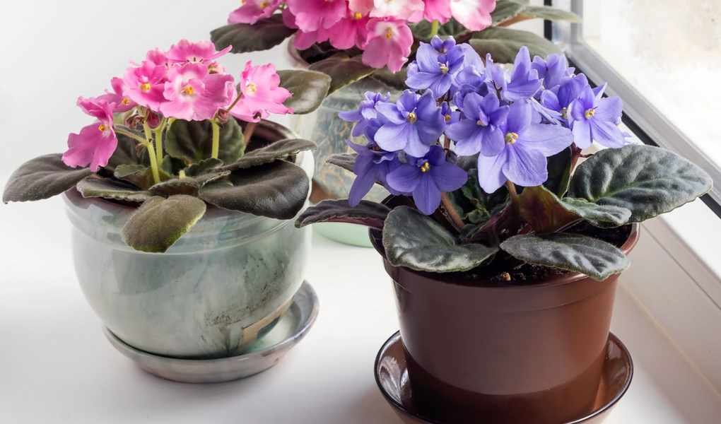 Essential Tips for Caring for Your African Violets at Home