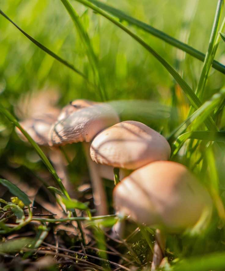 Mushrooms growing in grass