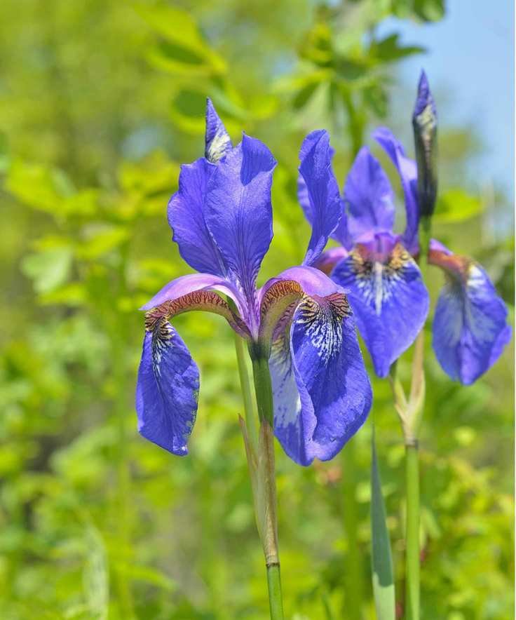 Iris setosa with purple blooms