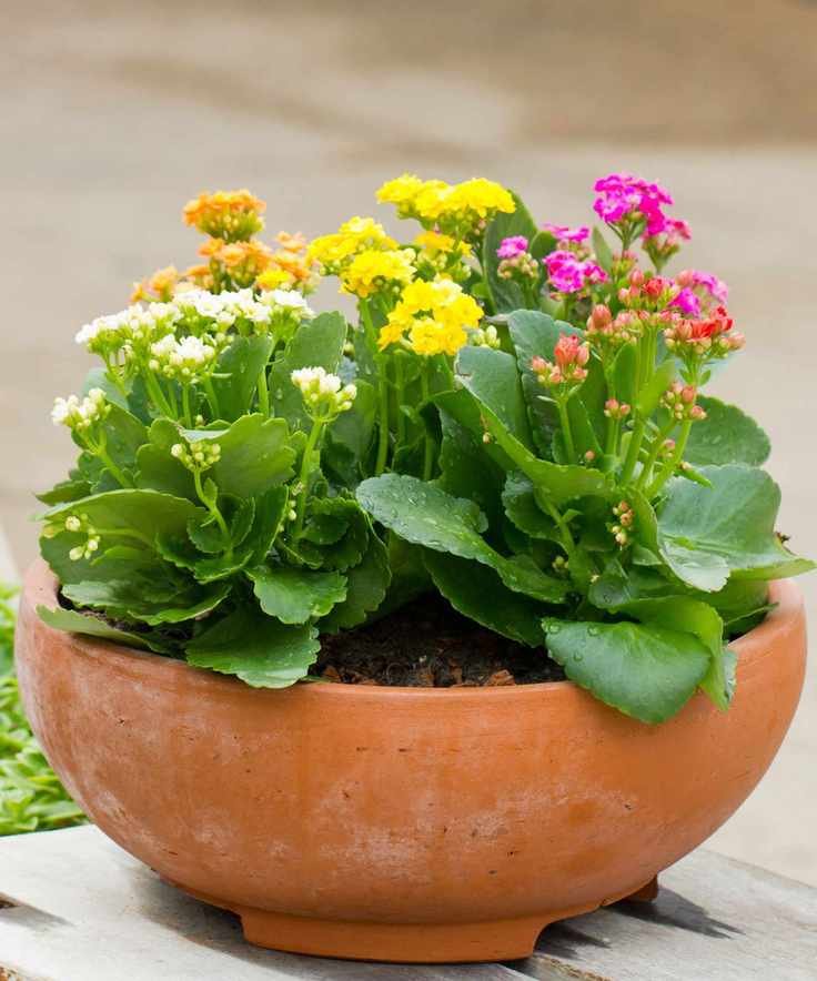 Kalanchoe