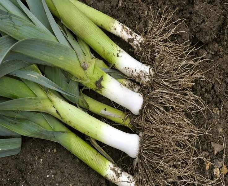 Harvesting Leeks: Timing and Techniques for Perfect Stems