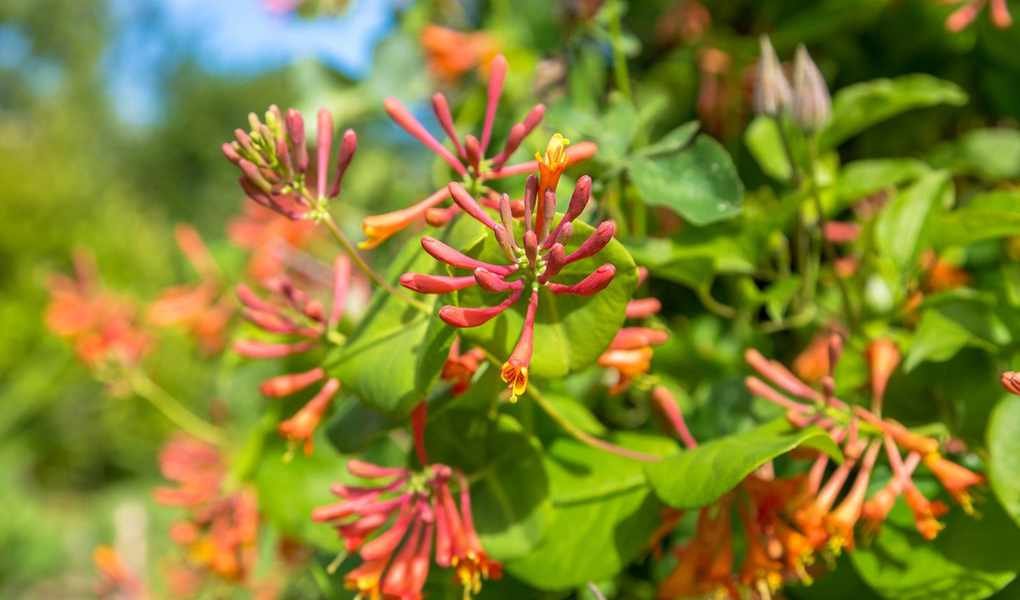 Growing Coral Honeysuckle: A Charming Vine for Your Garden