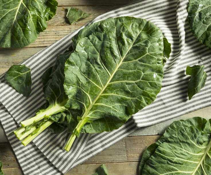 Harvested collard greens leaves