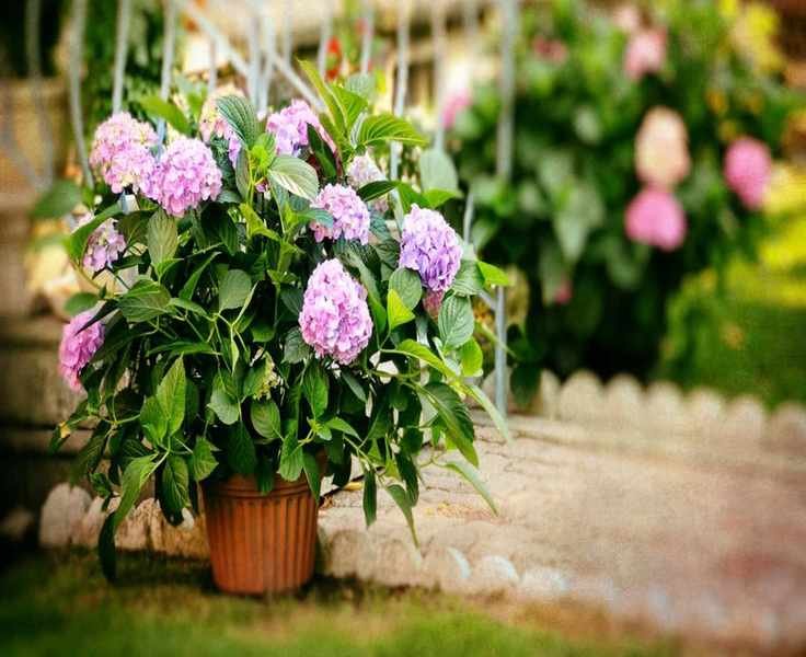Growing Hydrangeas in Containers: Essential Tips for Thriving Blooms