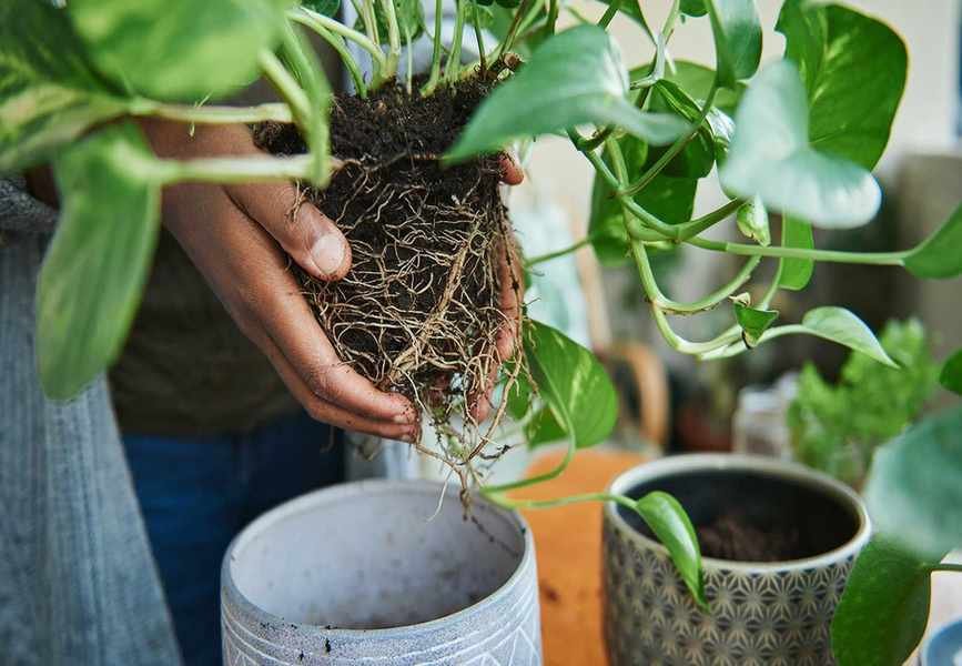 Signs It's Time to Repot Your Houseplants for Optimal Growth