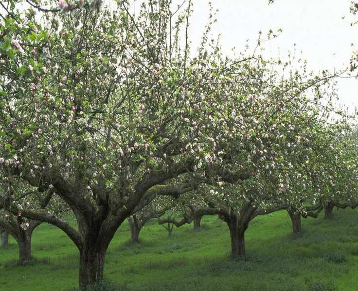 Pruning Your Apple Tree: Essential Tips and Timing