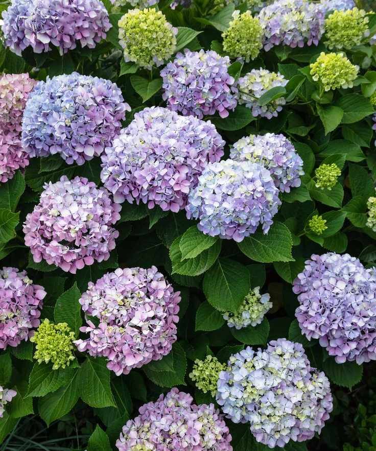 Light purple and blue hydrangea bush