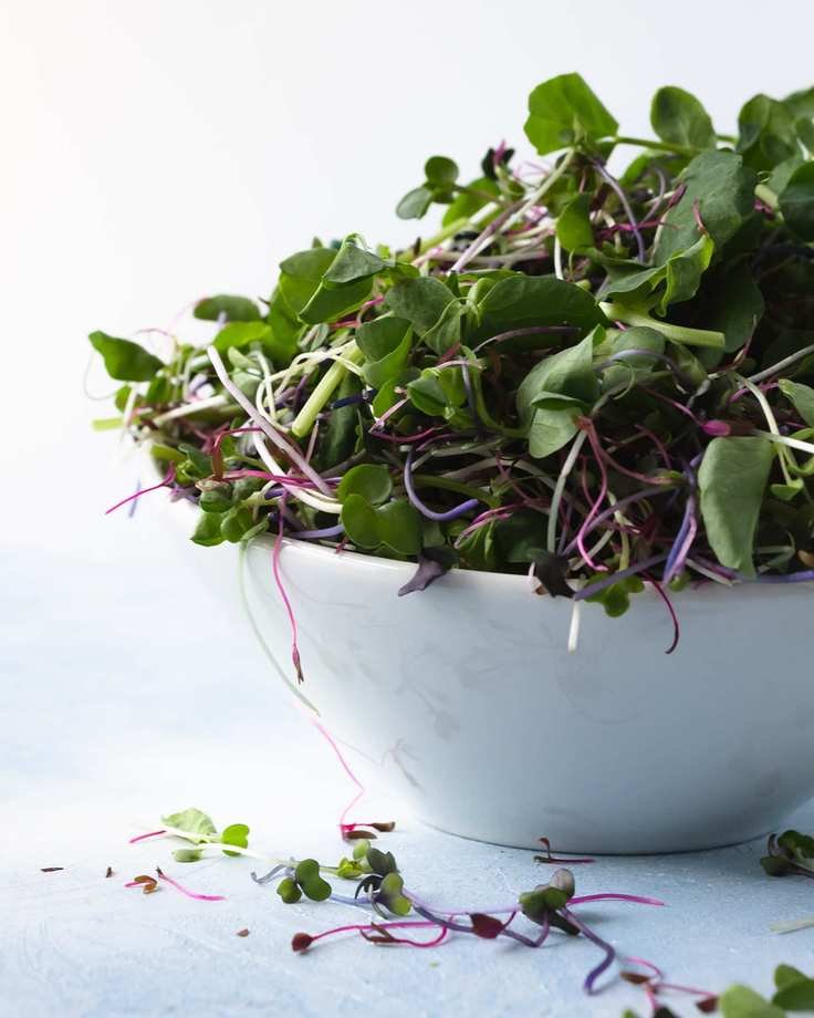 Growing microgreens - a delightful garnish