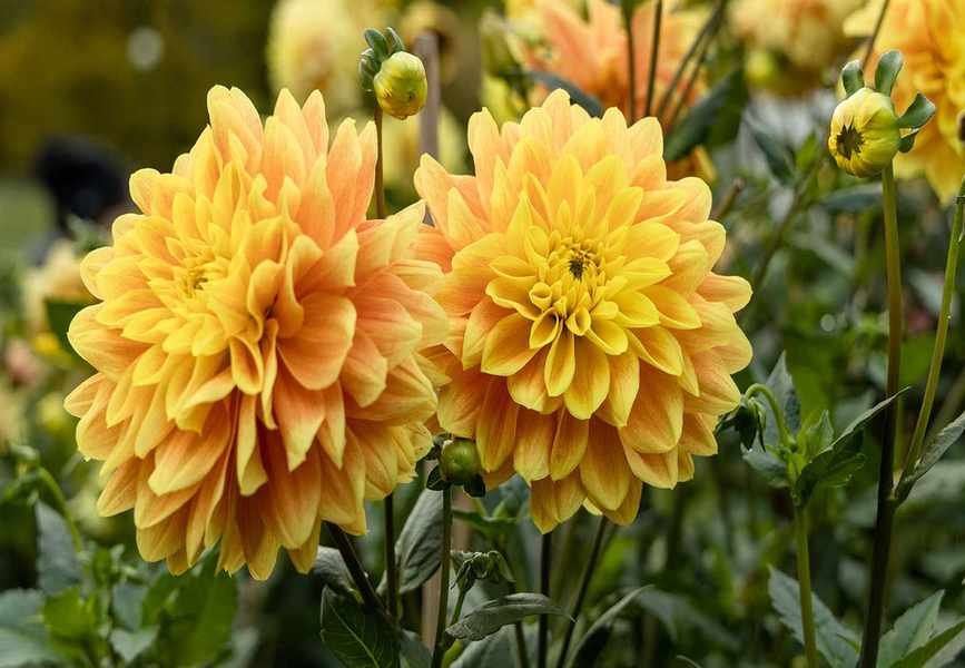 5 Locations to Avoid When Planting Dahlias for Optimal Growth