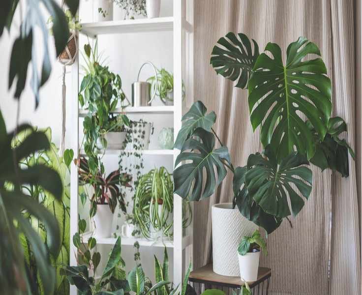 Pot-Bound Houseplants: 8 Indoor Plants That Thrive Without Frequent Repotting