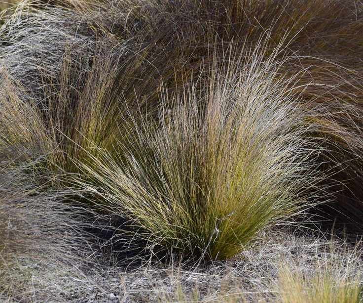 Carex, needlegrass, growing in a field