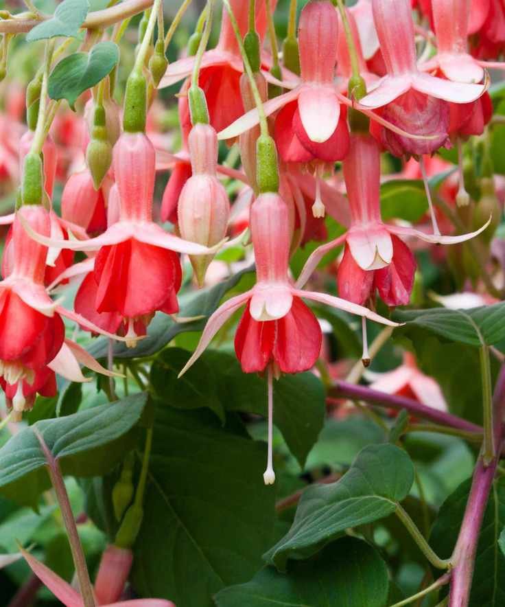 Fuchsia Elma
