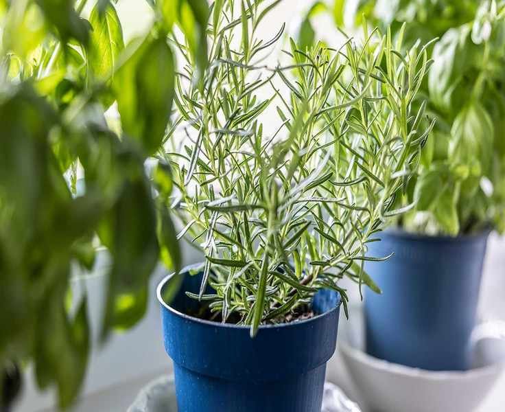 Sprinkling Rosemary at Your Doorway in Spring Invites Luck and Protection