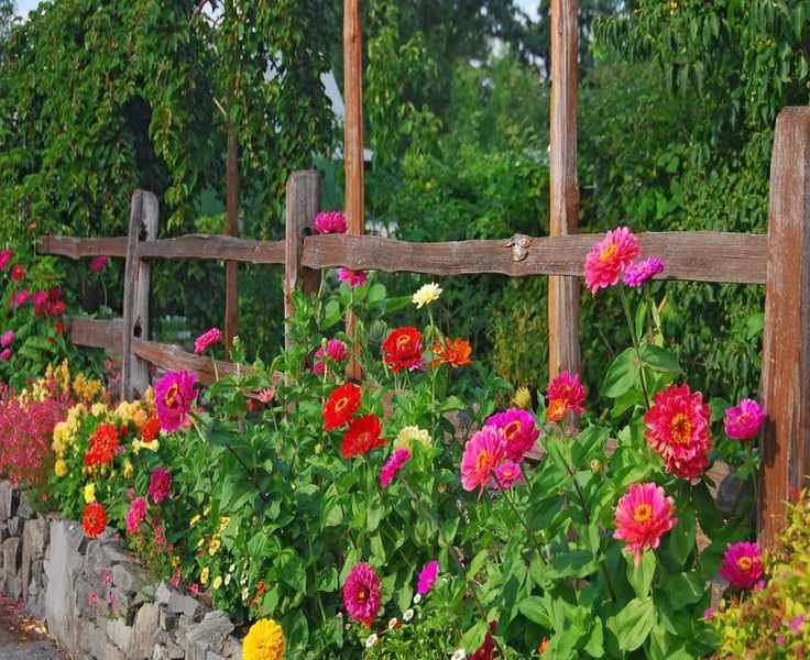 Grow Zinnias This April for Vibrant Blooms All Summer Long