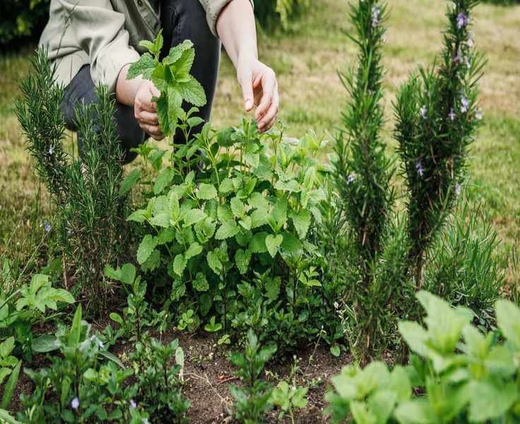Top 5 Easiest Herbs to Grow at Home for Your Kitchen Garden
