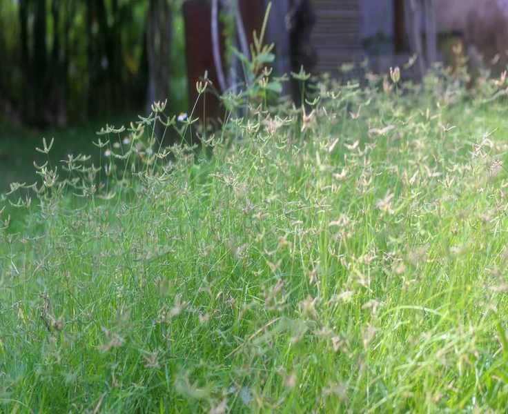 Perennial ryegrass