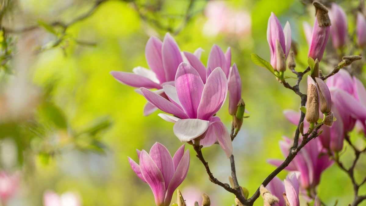 8 Stunning Low-Maintenance Trees to Elevate Your Yard's Aesthetic