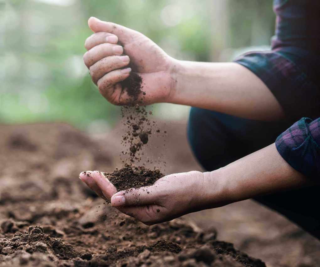 hands holding garden soil
