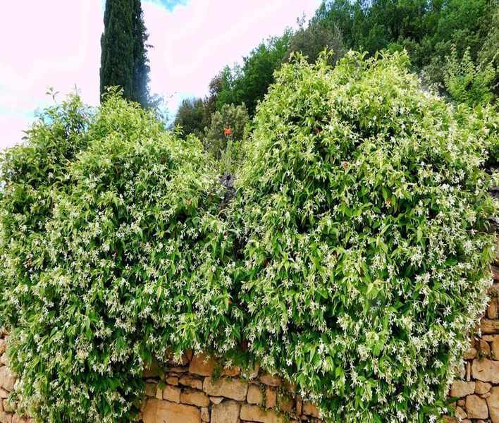 Fertilizing Star Jasmine Climbers for Abundant Blooms