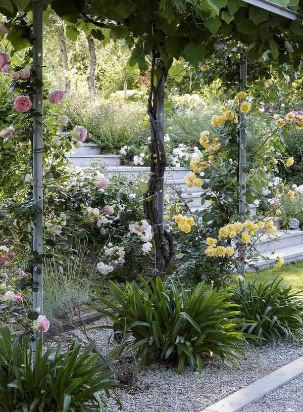 Climbing roses on a metal frame near garden steps