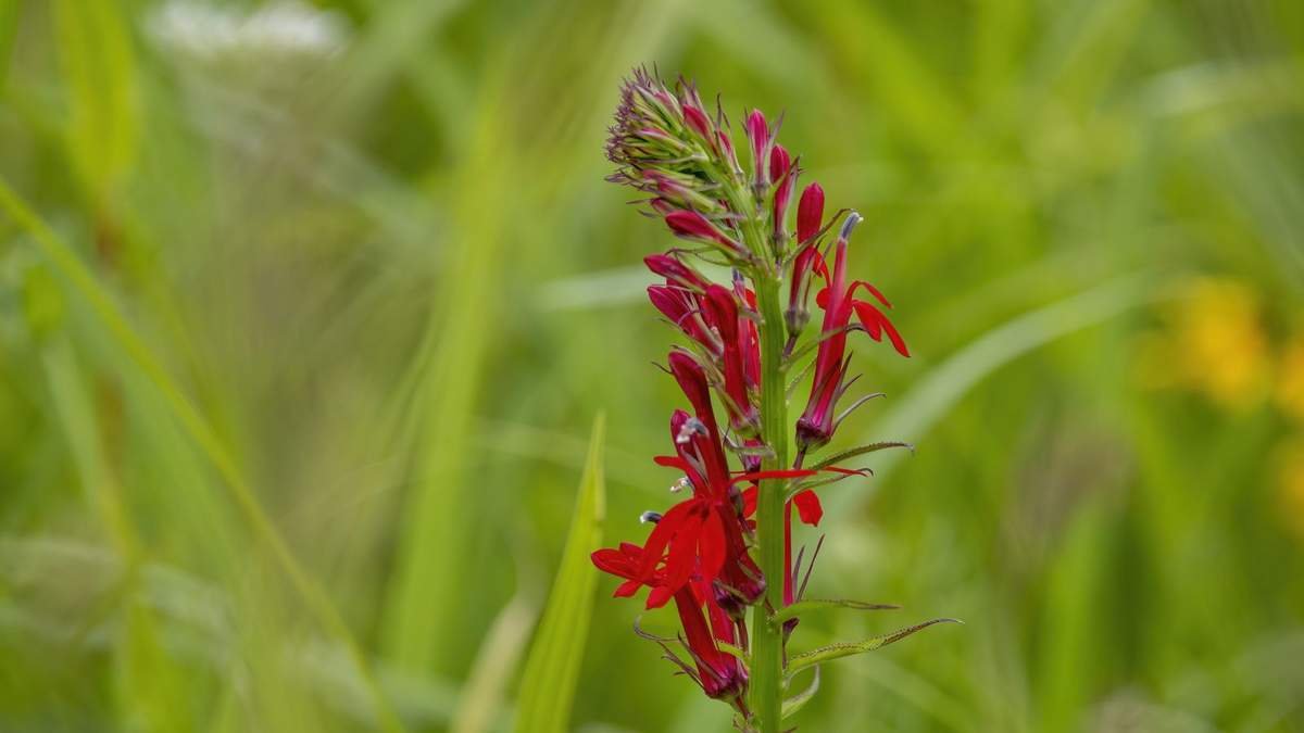 Growing Cardinal Flowers: Your Guide to Vibrant Red Blooms
