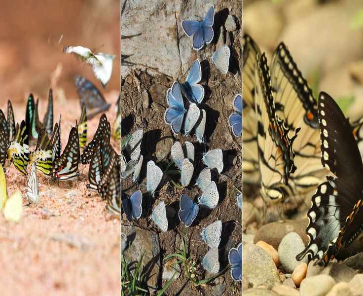 Creating Butterfly Puddlers: Essential Stations for Pollinator Support