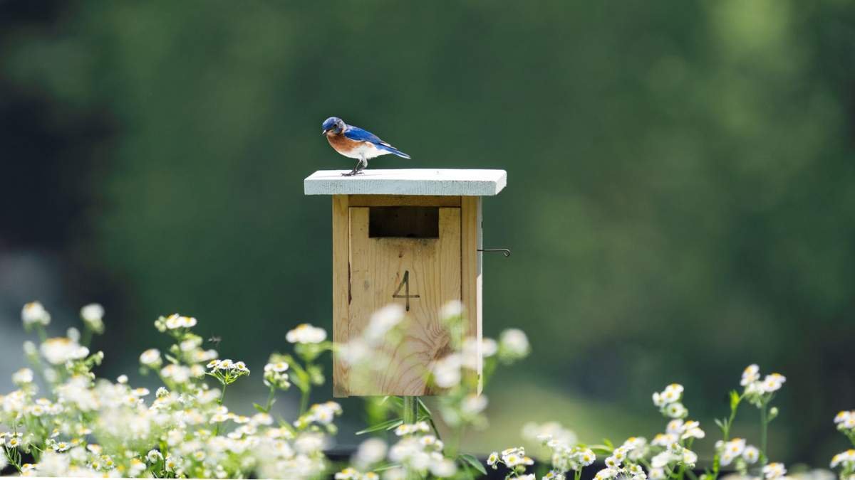 Explore the Best Birdhouses for Every Type of Feathered Friend