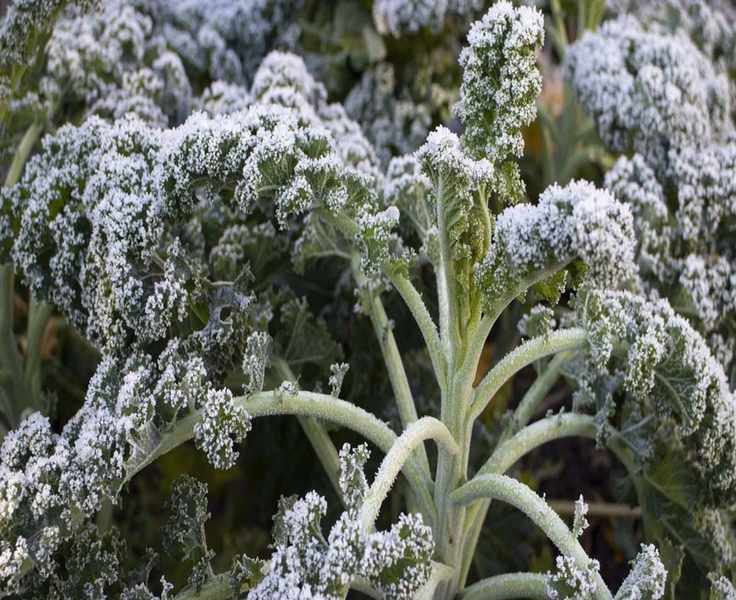 10 Winter Vegetables to Grow for a Thriving Garden Year-Round