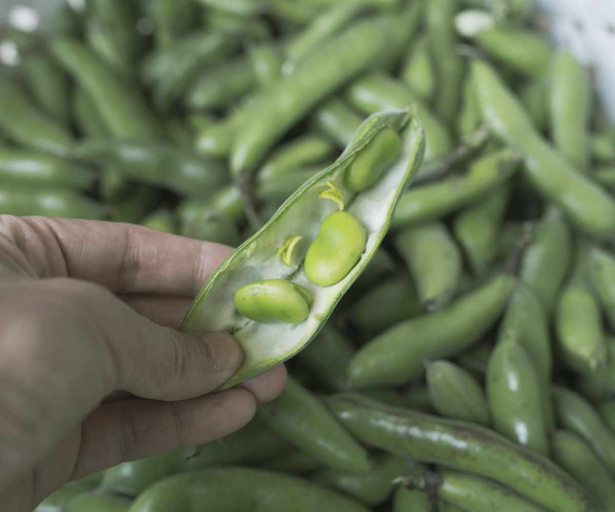 An open pod of a fava bean plant with beans inside