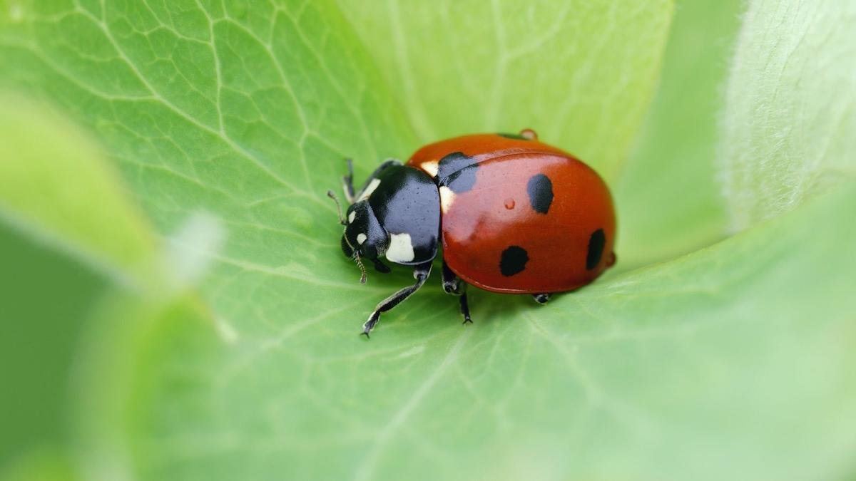 Attracting Ladybugs to Your Garden: Effective Strategies for Pest Control