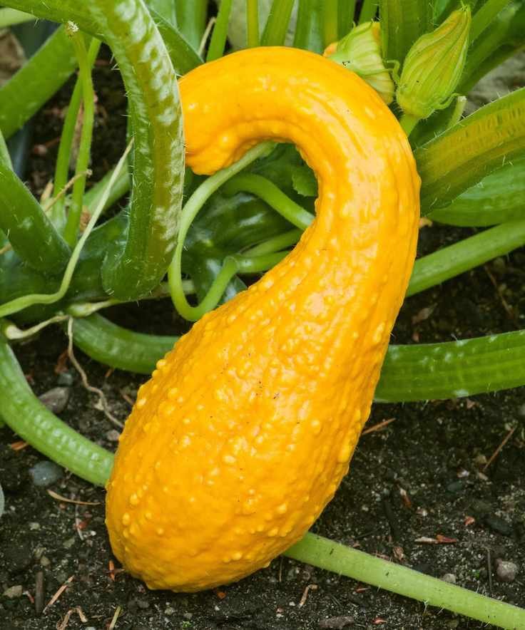 A healthy yellow crookneck squash