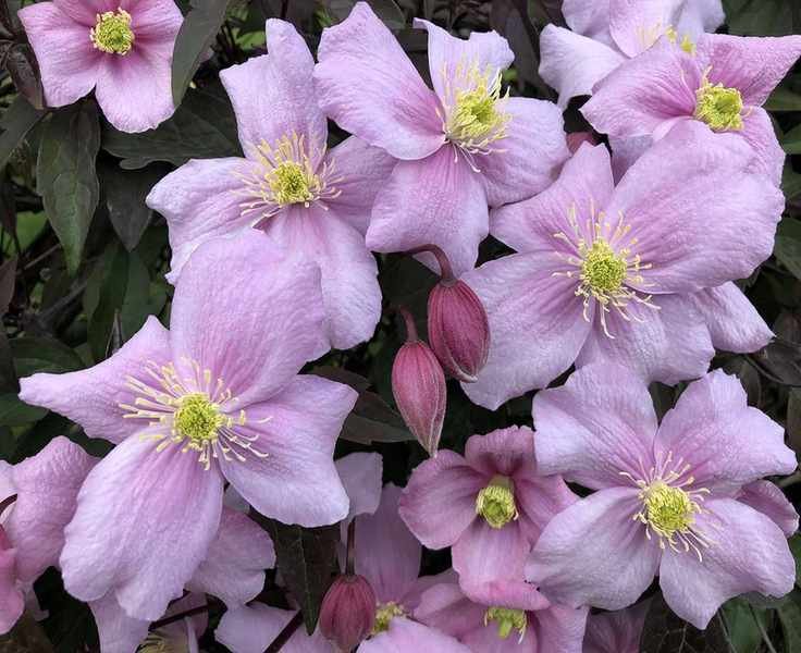 Growing Clematis: Essential Tips for Thriving Climbing Plants