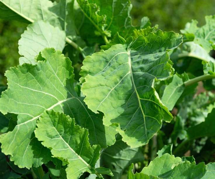 Daubenton's kale growing as a perennial vegetable in a garden