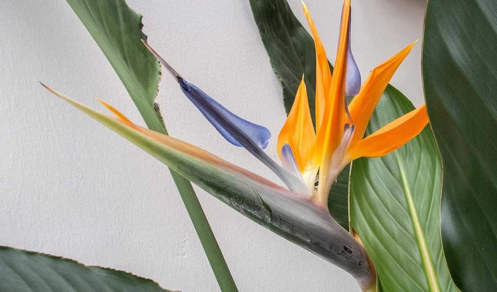 Repotting a Bird of Paradise: 6 Easy Steps for Healthy Growth
