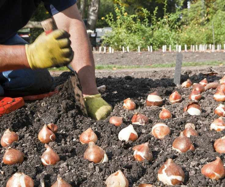 Planting tulip bulbs in the garden
