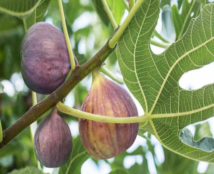 Essential Care for Fig Trees in April for Delicious Summer Harvests