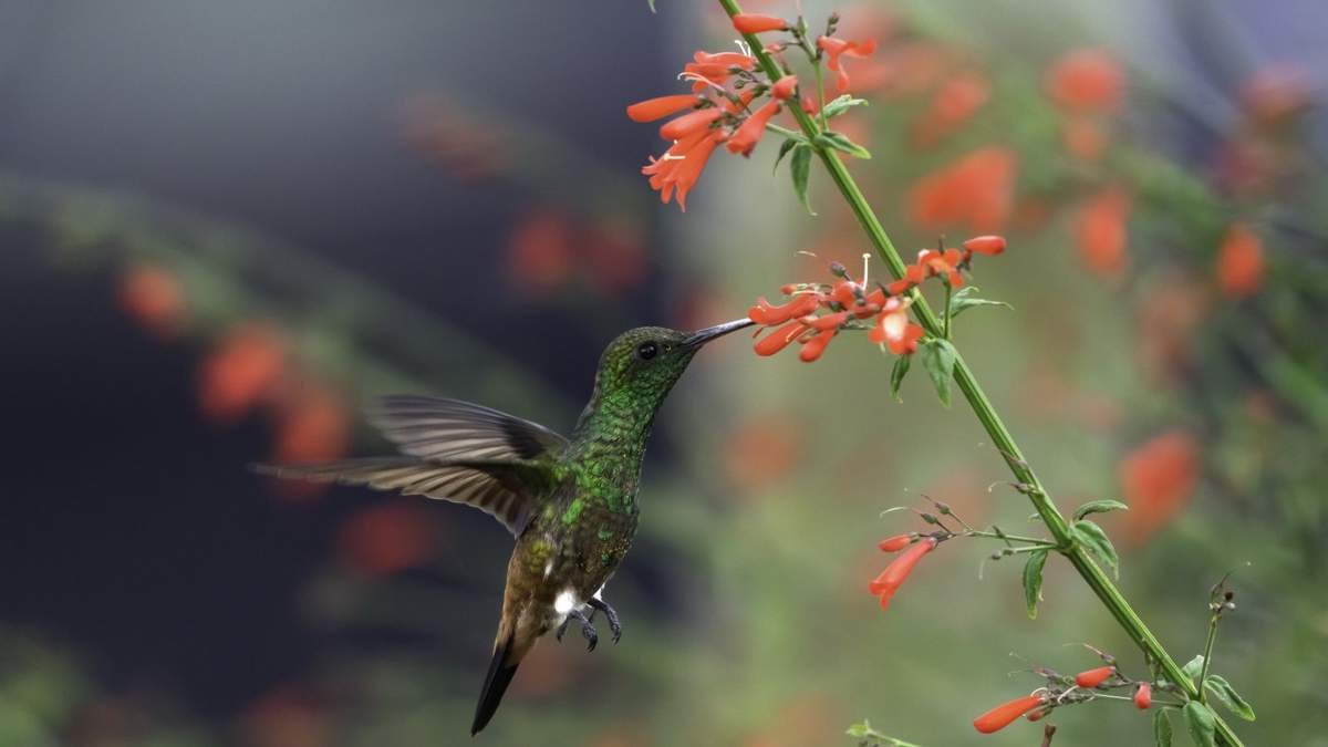 Craft a Vibrant Hummingbird Haven in a Single Planter on Your Patio