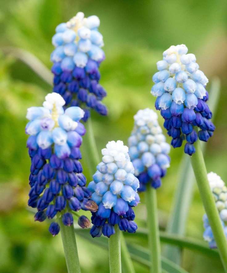 Grape hyacinth 'Blue Ocean'