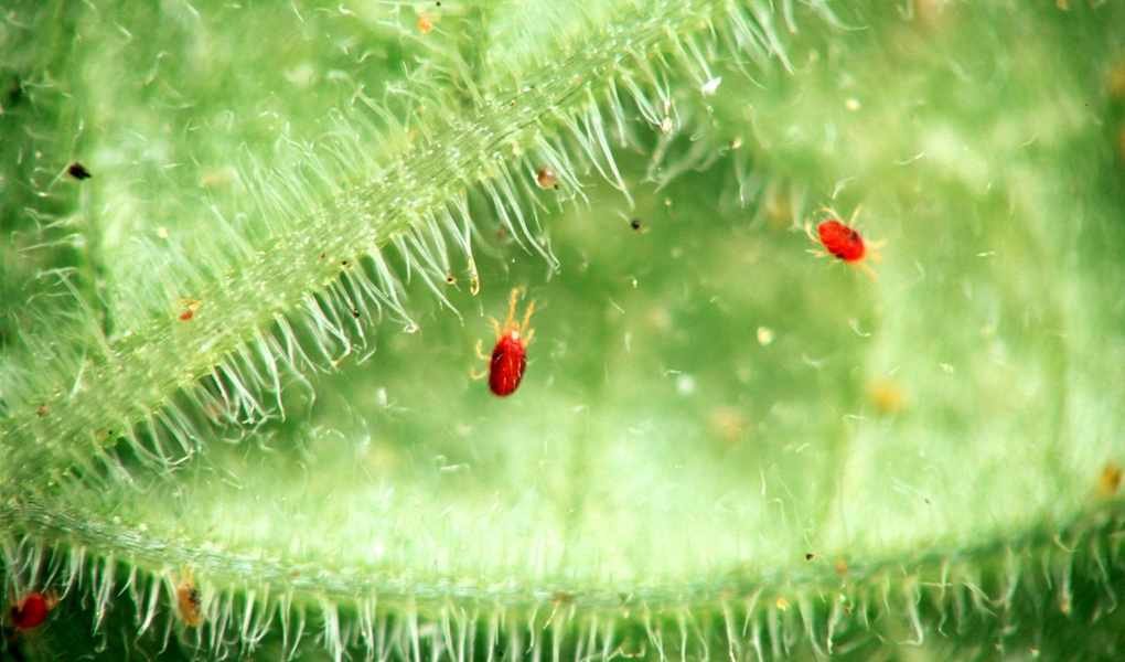 Effective Methods to Eliminate Spider Mites on Houseplants