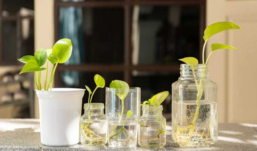 Indoor Growing System Ideas: 5 Simple Ways to Start Your Indoor Garden