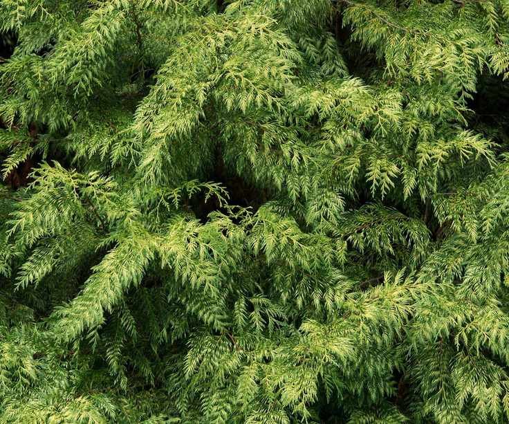 Thuja plicata 'Zebrina'
