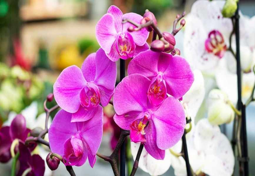 Explore Orchid Symbolism from Ancient Greece to Modern Homes