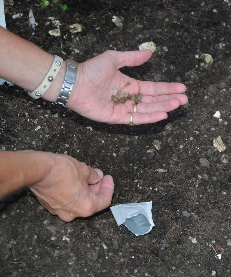 Sowing honesty seeds directly into the soil