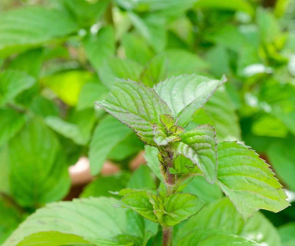 Orange mint with green foliage