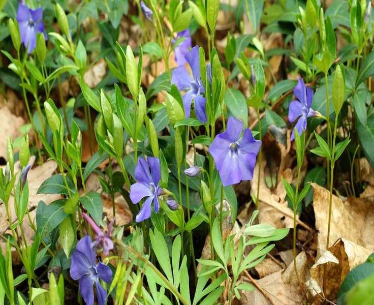 Growing Periwinkle: A Versatile Ground Cover for Shady Areas