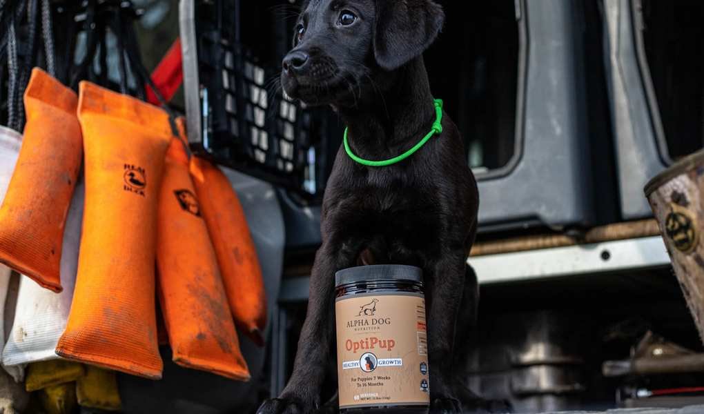Choosing Between Alpha Dog Nutrition and Competitors for Your Pup