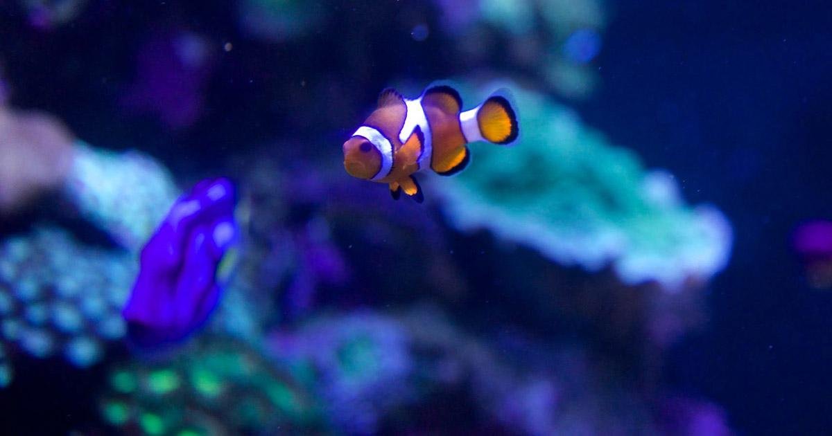 Discovering the Wonders of Aquarium of the Bay: An Insider's Perspective