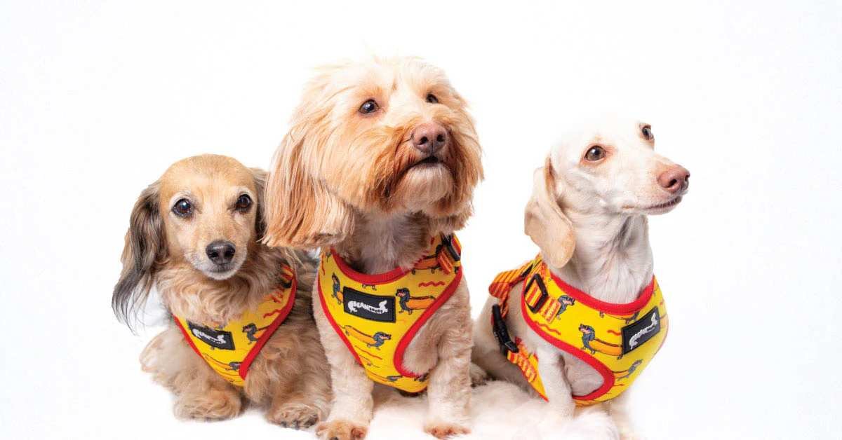 Bean Goods: A Heartfelt Exploration of Dachshund Fashion